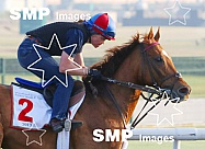 2013 Meydan Horse Racing Course Training Mar 28th