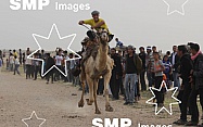 2013 Rafah Camel Festival Racing Gaza Mar 15th