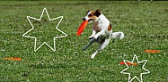 2014 Dog Frisbee Acrobatic Championships Apr 26th